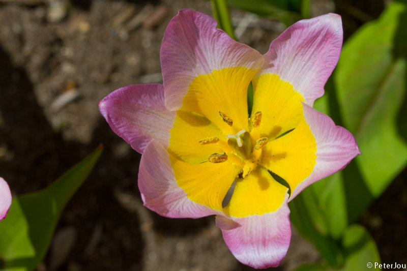 Tulip