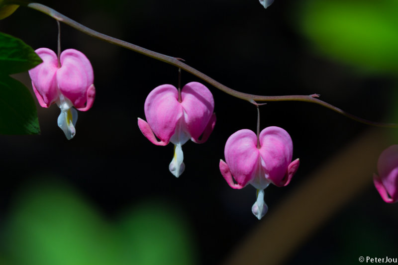 Bleeding heart plant
