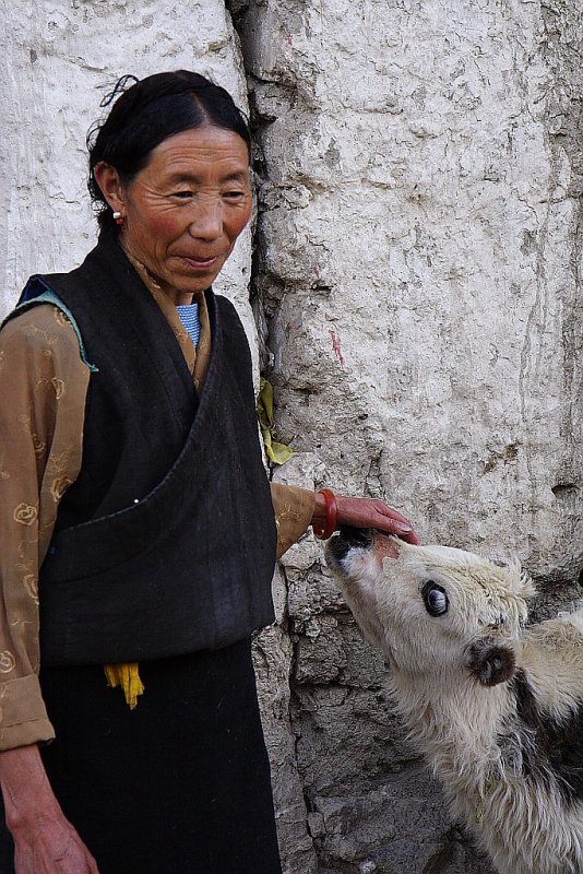 Tibet