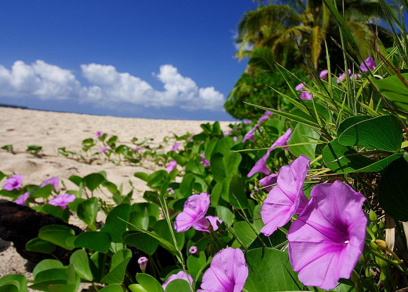 Fiji_043.jpg