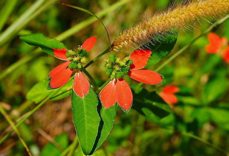 Fiji_057.jpg