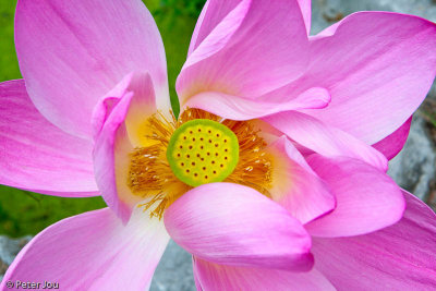 Suzhou: Lotus