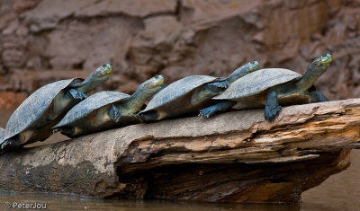 Peru: Amazon