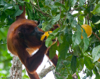 Peru: Amazon