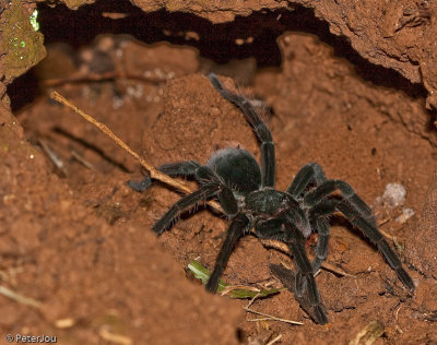 Peru: Amazon