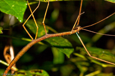 Peru: Amazon