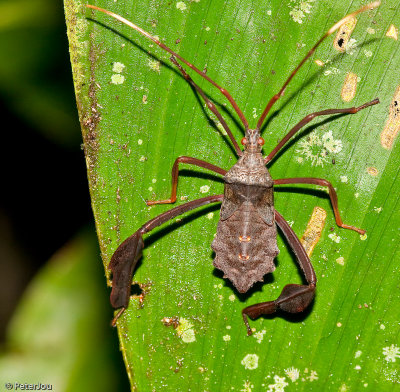 Peru: Amazon