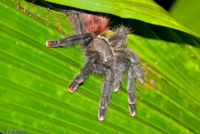 Peru: Amazon