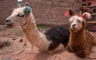 Peru: Alpaca