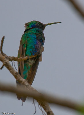 Bolivia, La Paz: humming bird