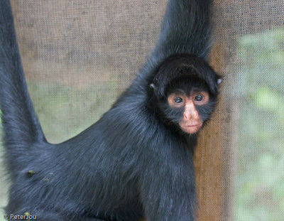 Bolivia: spider monkey