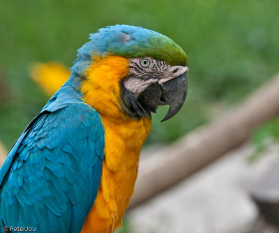 Bolivia: macaw