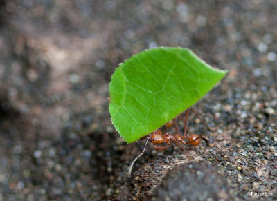 Leaf-cutting ant