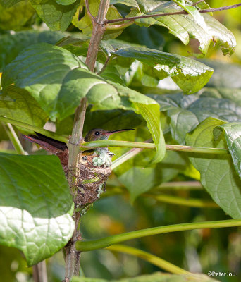 Humming bird nesting