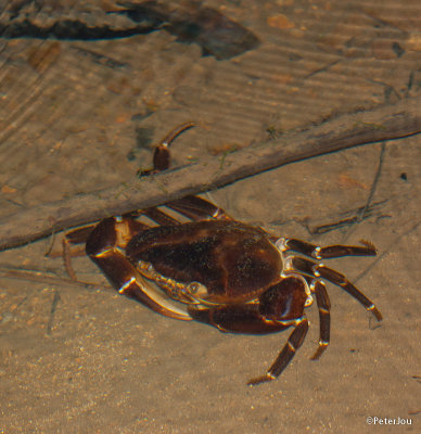 Fresh water crab