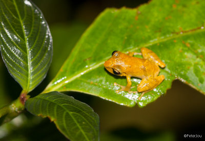 Tiny tree frog