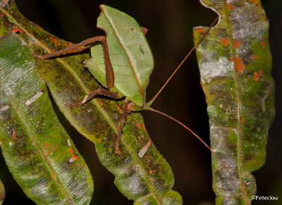 Leaf-imitating insect