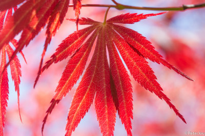 Japanese red mapple