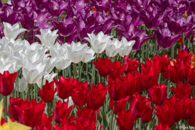 Tulip