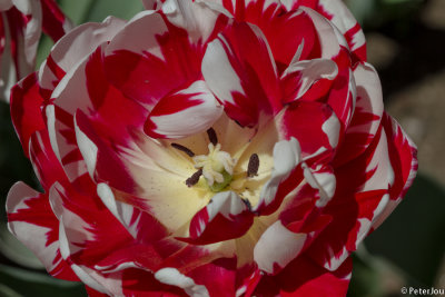 Tulip