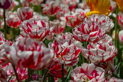 Tulip