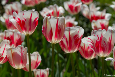 Tulip