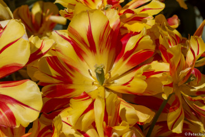 Tulip