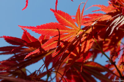 Japanese red mapple