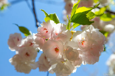 White cherry blossom