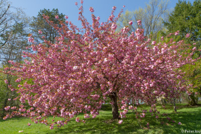 Cherry blossom