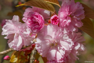 Cherry blossom