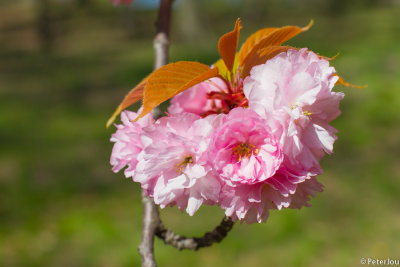 Cherry blossom