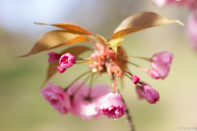 Cherry blossom