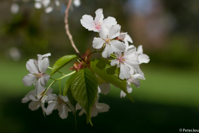 Cherry blossom