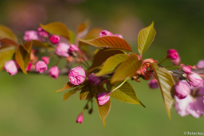 Cherry blossom