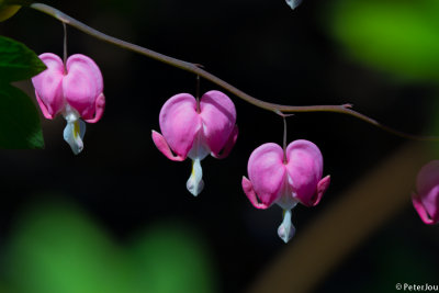 Bleeding heart plant