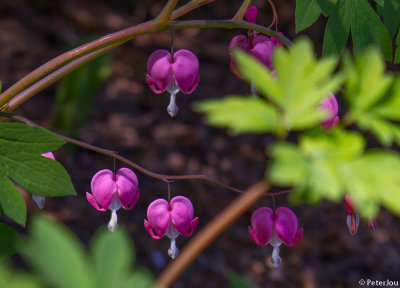 Bleeding heart plant