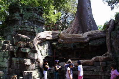 SiamRep: these temples are so old that even tree roots encapsulate them.