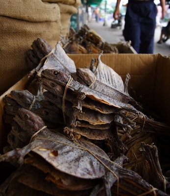 Chendu: Dried lizard for medicinal use?