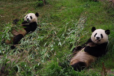 Chendu: panda research center