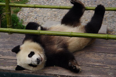 Chendu: panda research center
