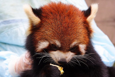 Chendu: red panda