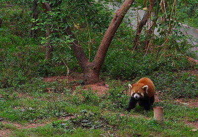Chendu: red panda