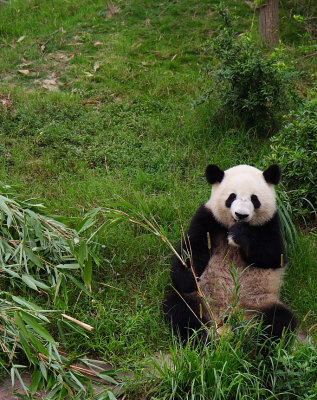 Chendu: panda research center