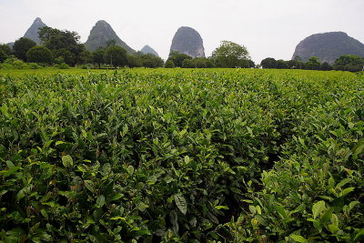 Guilin: tea plantation