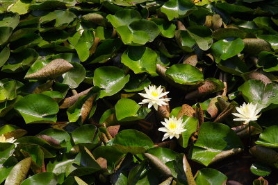 Nanjing garden