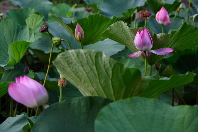 Shanghai: lotus garden