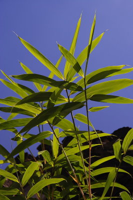 Shanghai: bamboo garden