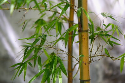 Shanghai: bamboo garden
