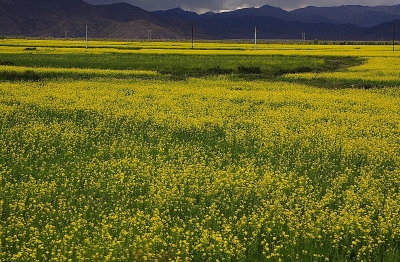 Tibet